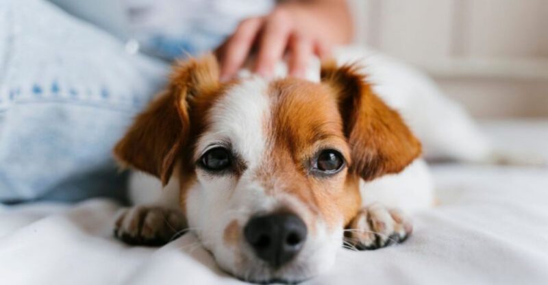 11 Subtle Signs Your Dog Is Happier Than You Think