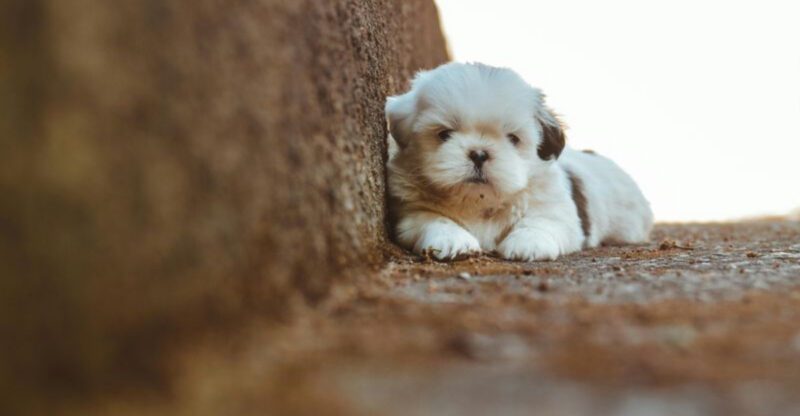 11 Tiny Dogs with Big Personalities and Loving Natures