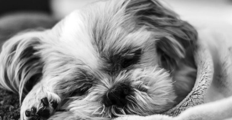 11 Tranquil Dog Breeds That Turn Any House Into a Calm Retreat dog news