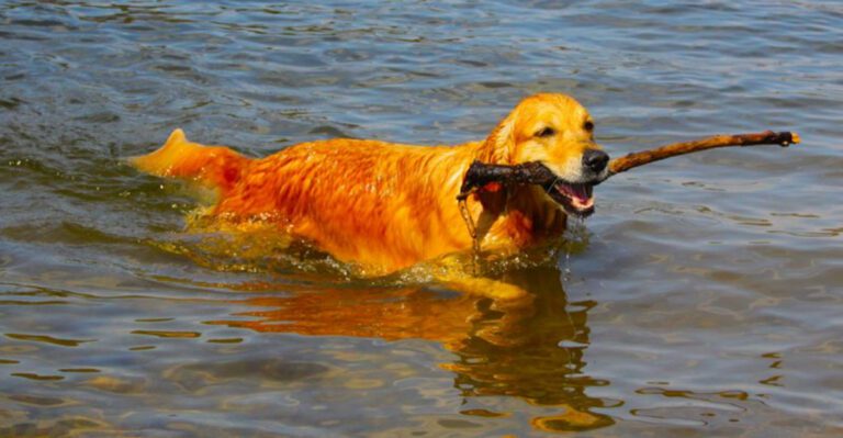 11 Water Loving Dog Breeds That Especially Enjoy Swimming dog news