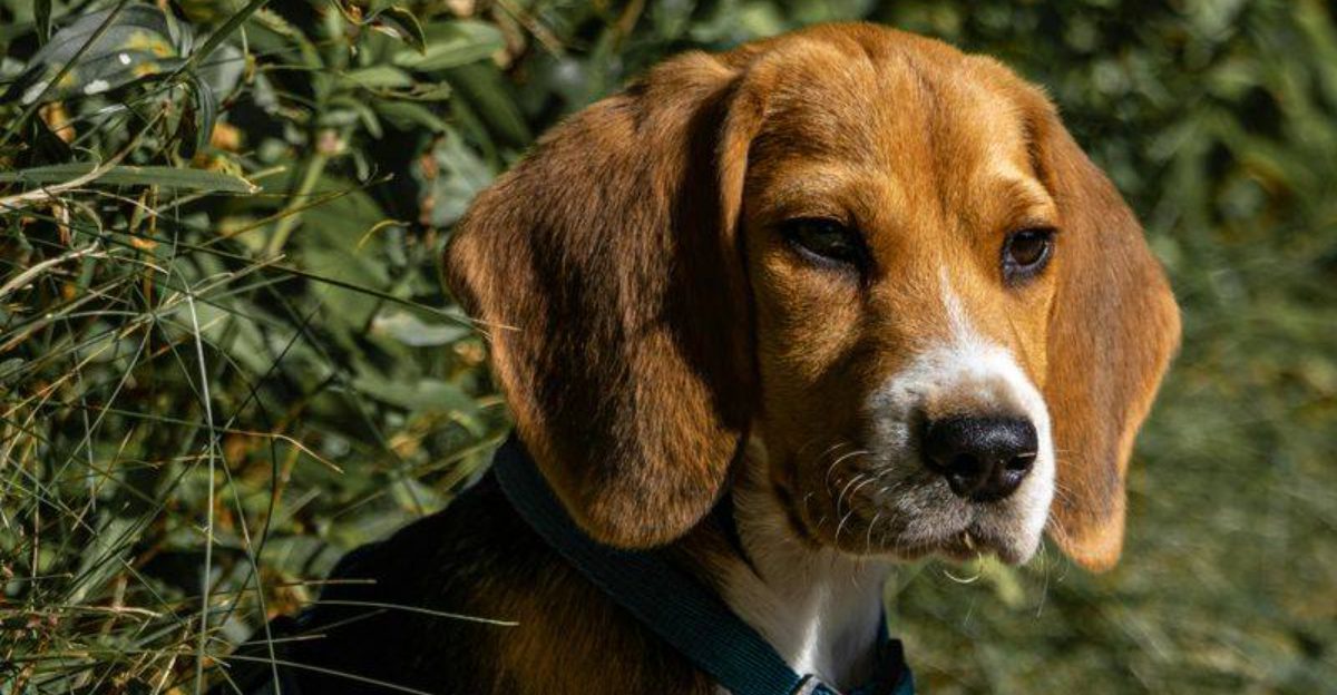 12 Cute Dog Breeds Beloved for Their Iconic Long Floppy Ears