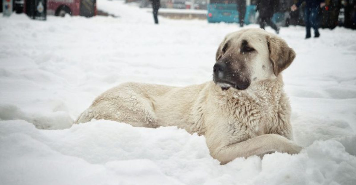 12 Dog Breeds Naturally Skilled at Detecting Danger