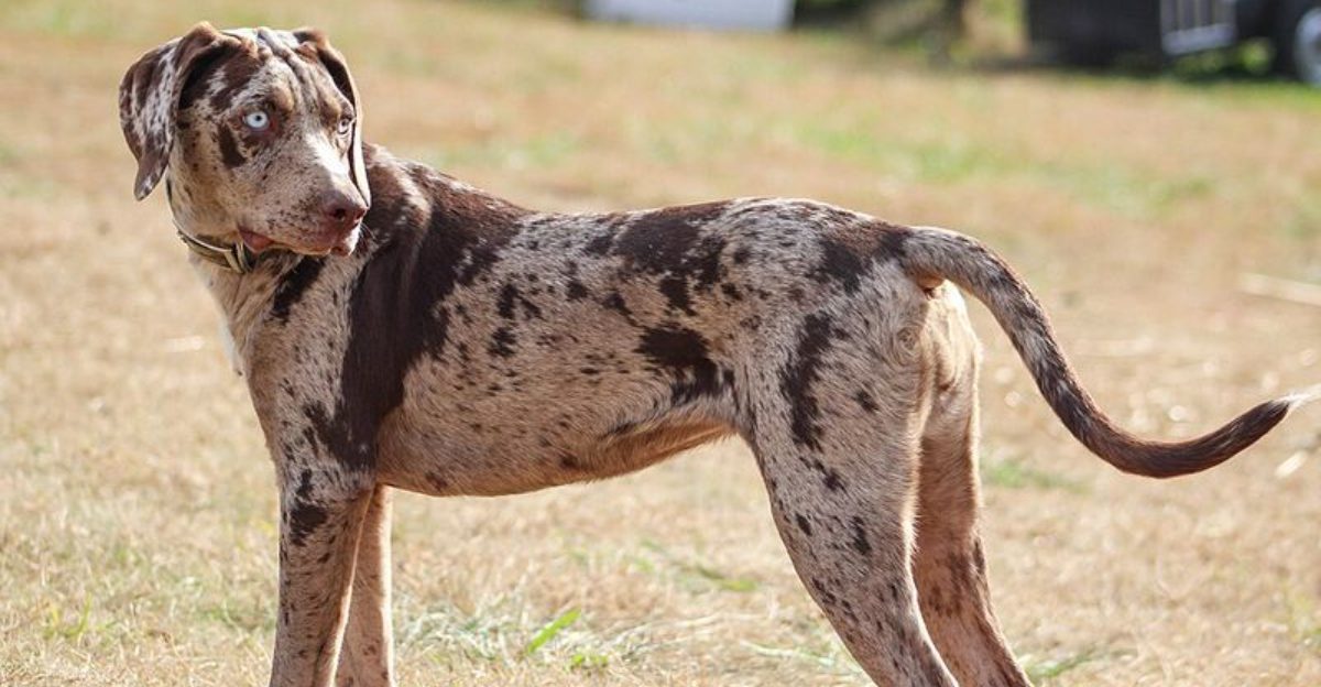 12 Dog Breeds That Barely Anyone Can Pronounce Correctly