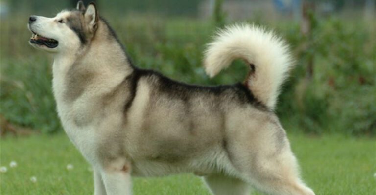 12 Dog Breeds That Look Tough but Make Surprisingly Poor Guard Dogs dog news