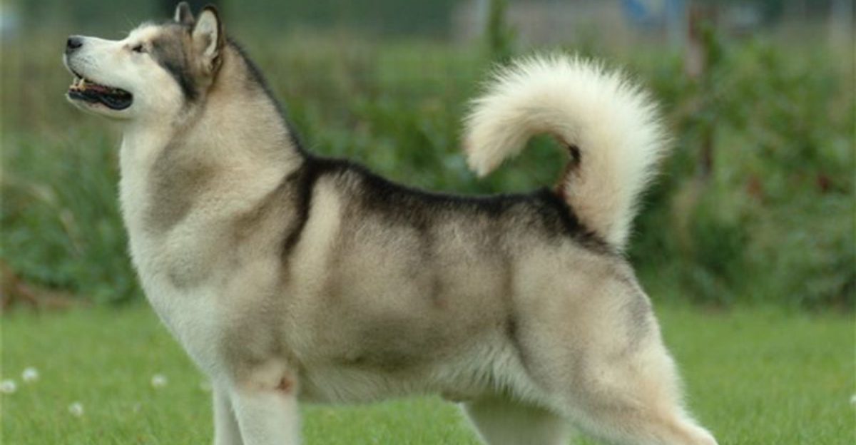 12 Dog Breeds That Look Tough but Make Surprisingly Poor Guard Dogs