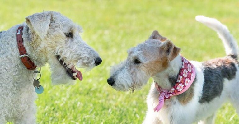 12 Dog Breeds That Might Not Be the Best Match for Cat Owners dog news