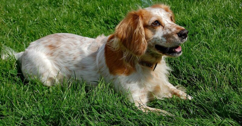 12 Dog Breeds That Need Extra Care During Allergy Season