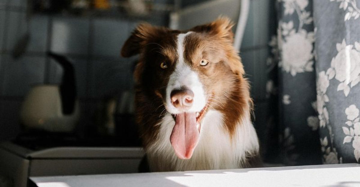 12 Dog Breeds That Need Special Care During Thunderstorms And Fireworks