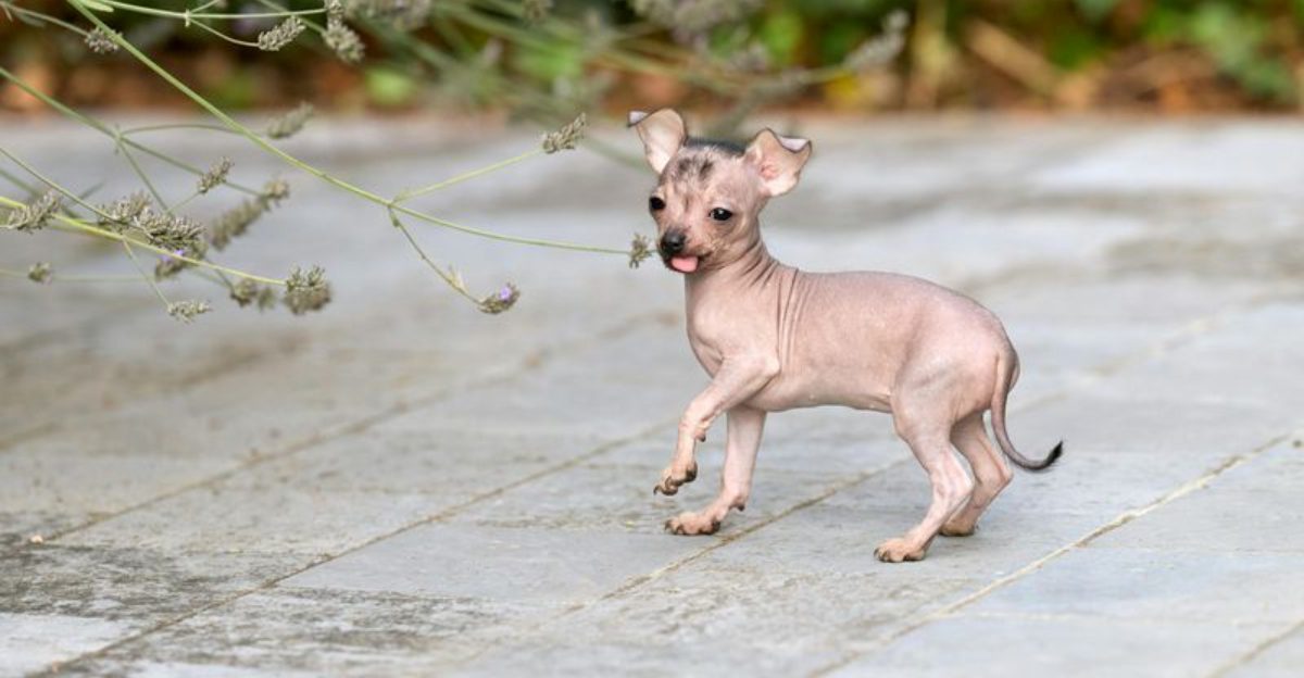 12 Dog Breeds With Origin Stories Stranger Than Fiction