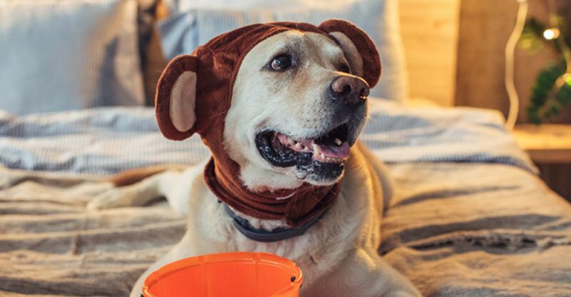 12 Dog Reactions That Tell You Exactly How They Feel About Your Friends