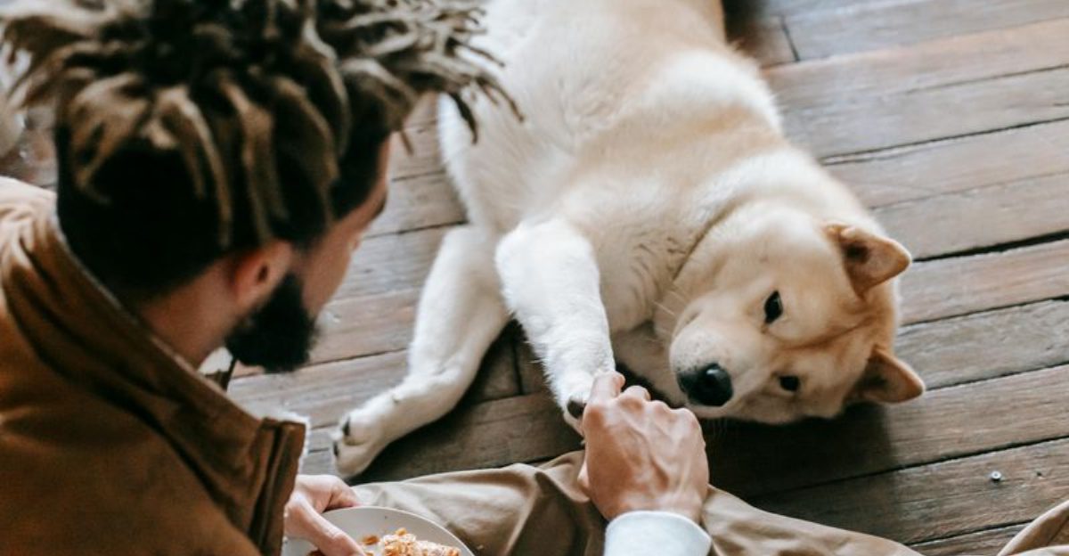 12 Dog Types That Bond With One Person And Need Very Gentle Handling