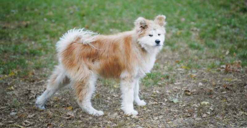 12 Dog Types Whose Tails Tell A More Interesting Story Than You Think