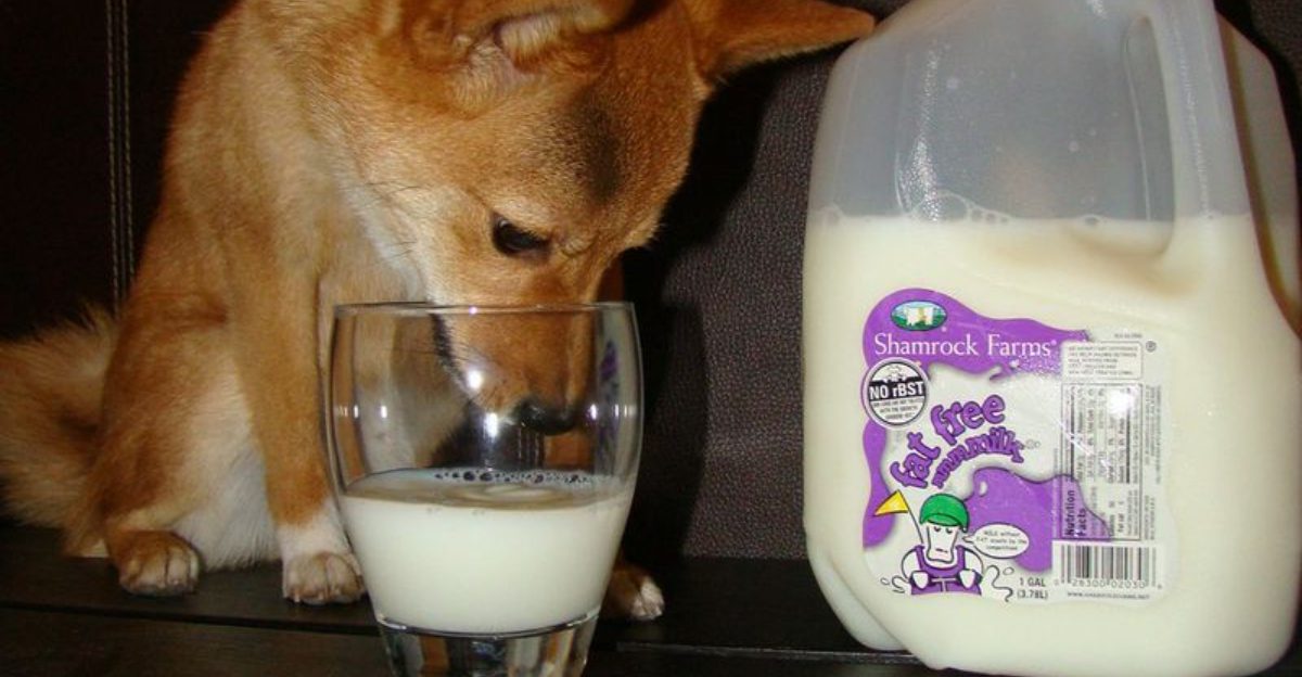 12 Foods You Love That Could Quietly Harm Your Dog