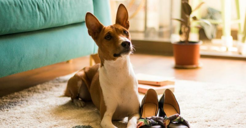 12 Quiet Dog Breeds For People Who Hate Barking – And How To Keep Them Calm