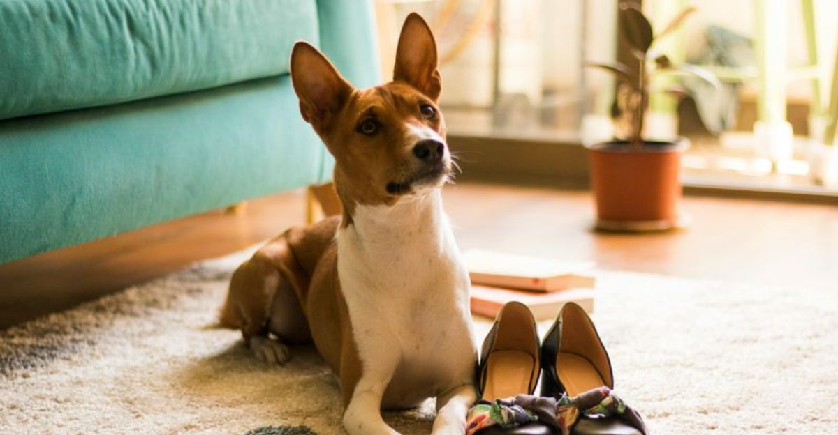 12 Quiet Dog Breeds For People Who Hate Barking – And How To Keep Them Calm