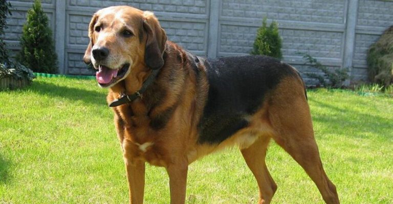 12 Rare Dog Breeds Youll Be Surprised to Learn Actually Exist dog news