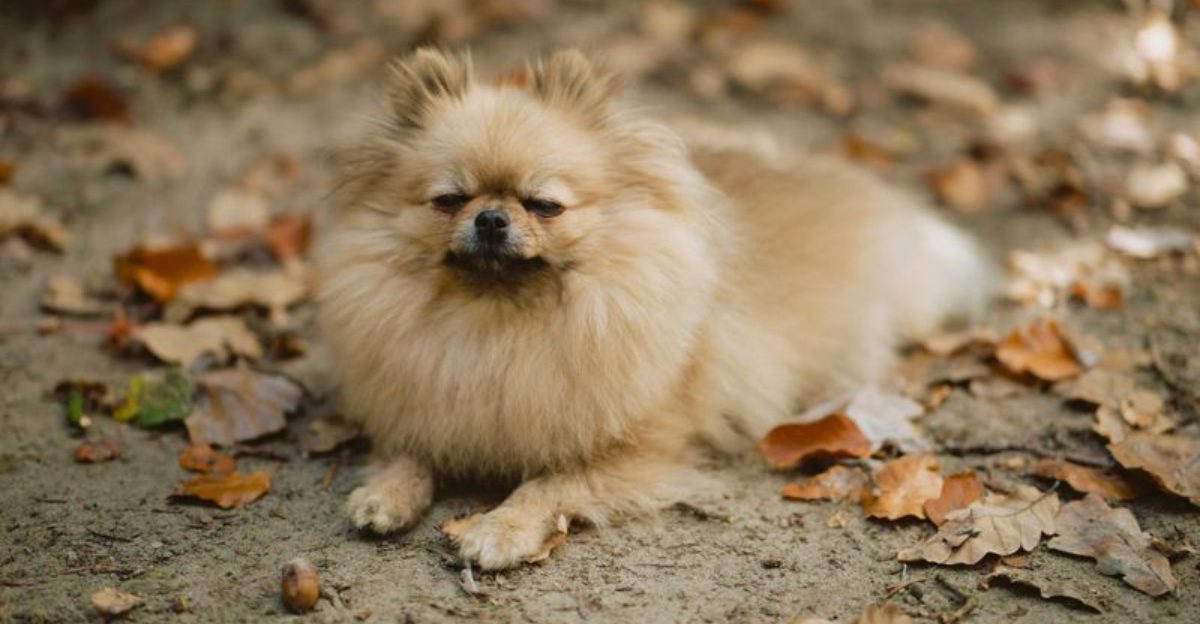 12 Small Dog Breeds with Big Dog Attitudes