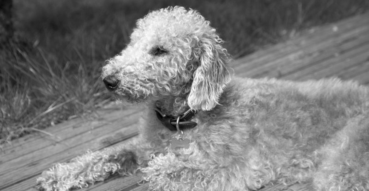 12 Striking Dog Breeds That Resemble Mythical Creatures