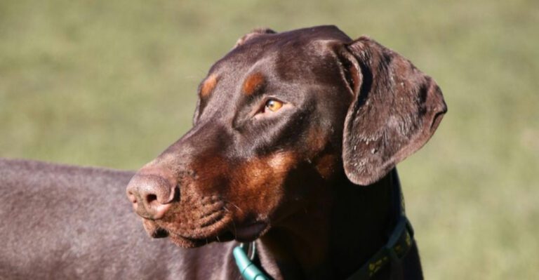 13 Big Dog Breeds Famous for Their Exceptional Intelligence dog news