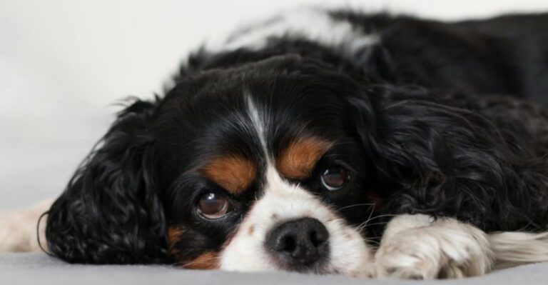 13 Devoted Small Dog Breeds Known for Staying Close to Their Owners dog news