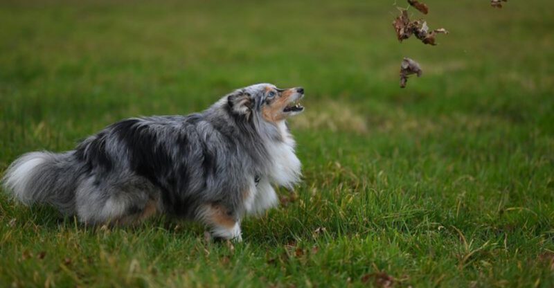 13 Dog Breeds That Feel Happiest Living With Another Dog