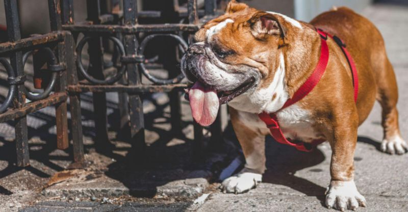 13 Dog Breeds That Handle Schedule Changes Poorly And How To Prepare Them