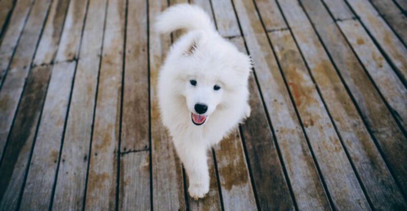 13 Dog Breeds That Look Like Theyre Always Wearing a Happy Smile