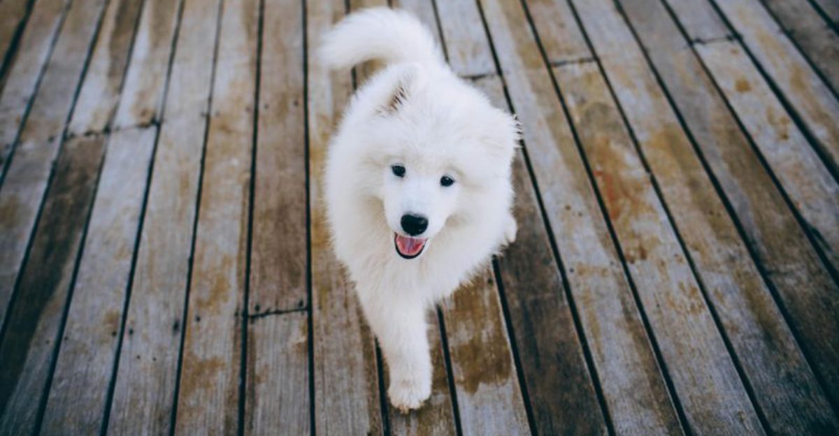 13 Dog Breeds That Look Like Theyre Always Wearing a Happy Smile