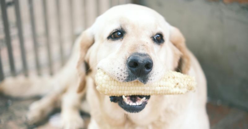 13 Dog Breeds That Need Extra Paw Care Because Of Where They Love To Walk