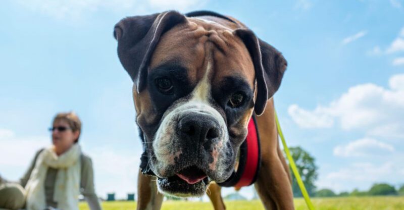 13 Dog Types That Hate Hot Weather And Need Extra Summer Care