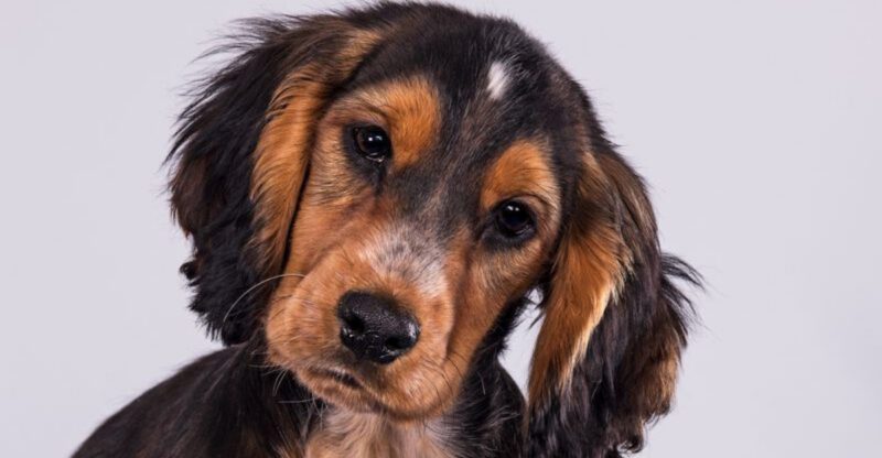 13 Food Obsessed Dog Types That Need Strict Feeding Rules To Stay Healthy