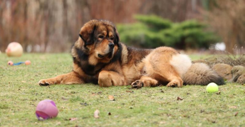 13 Giant Dog Breeds with Especially Endearing Personalities
