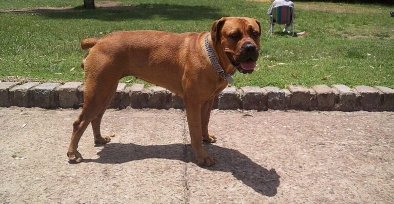 13 Large Dog Breeds That May Not Be the Right Choice for Most Homes dog news