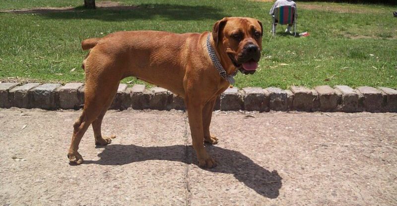 13 Large Dog Breeds That May Not Be the Right Choice for Most Homes