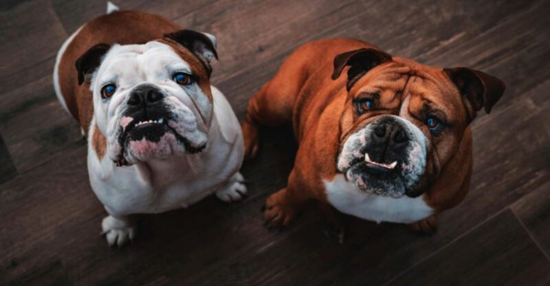 13 Medium Sized Family Dogs That Thrive In Busy Homes With Kids And Backyards