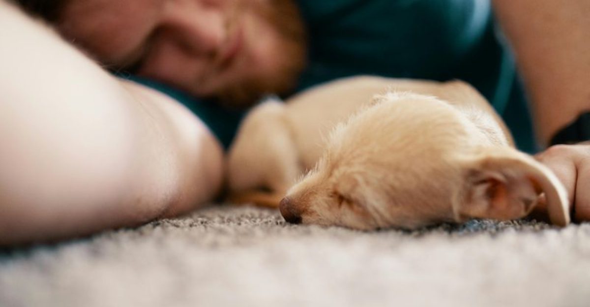 13 Ways Dogs Show Affection in Everyday Life