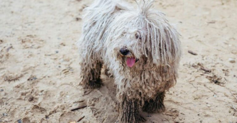 14 Big Working Dog Breeds That Need Farms Fields And A Job To Do dog news