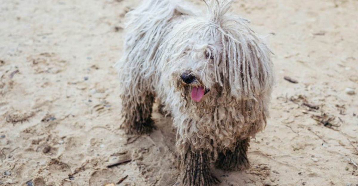 14 Big Working Dog Breeds That Need Farms Fields And A Job To Do