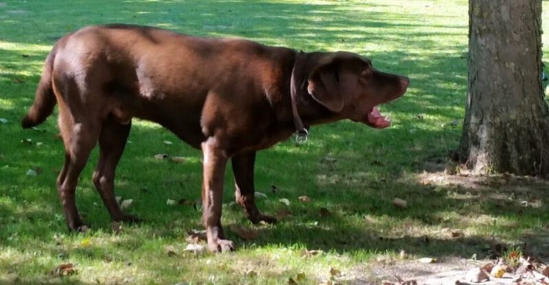 14 Dog Behaviors That Look Funny But Actually Have A Serious Meaning