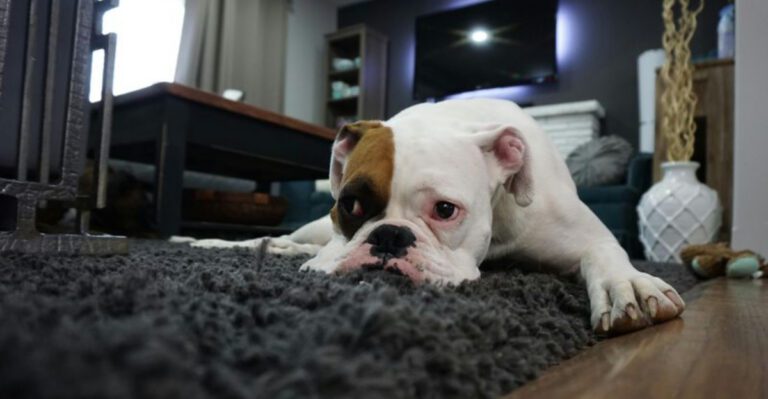 14 Dog Breeds Known for Being the Least Obedient dog news