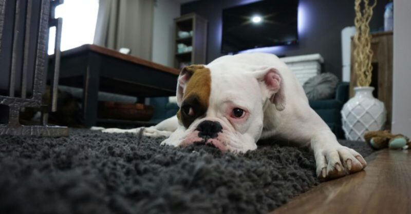 14 Dog Breeds Known for Being the Least Obedient