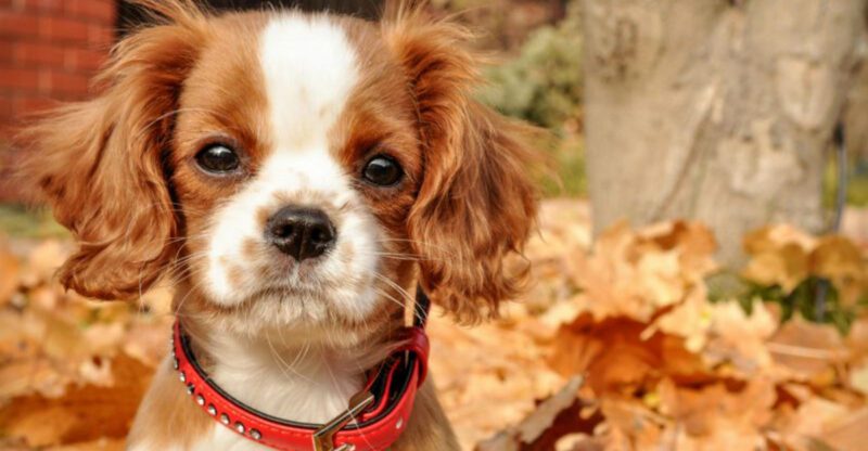 14 Dog Breeds Remarkably Known for Their Human Like Behaviors
