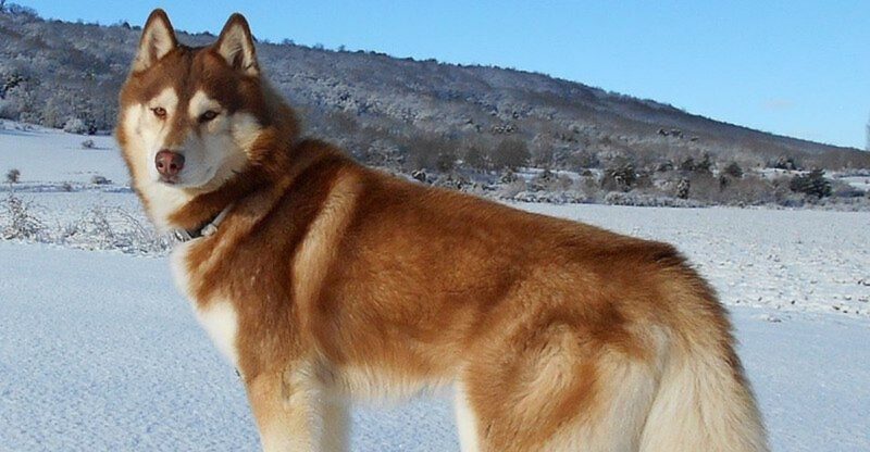 14 Dog Breeds That Changed History In Ways School Never Taught You