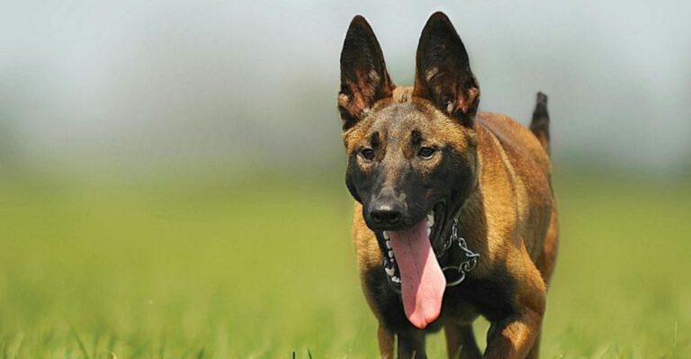 14 Dog Breeds That May Be Too Challenging for Families with Kids dog news