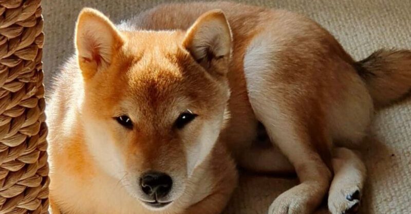 14 Dog Breeds With Quirks So Odd Even Vets Are Surprised