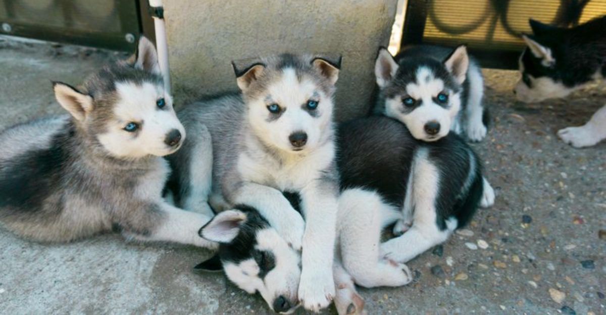 14 Dog Types That Look Totally Different As Puppies Compared To Adults