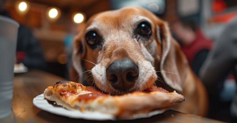 14 Dog Types That Love Eating Strange Foods And What You Should Never Share