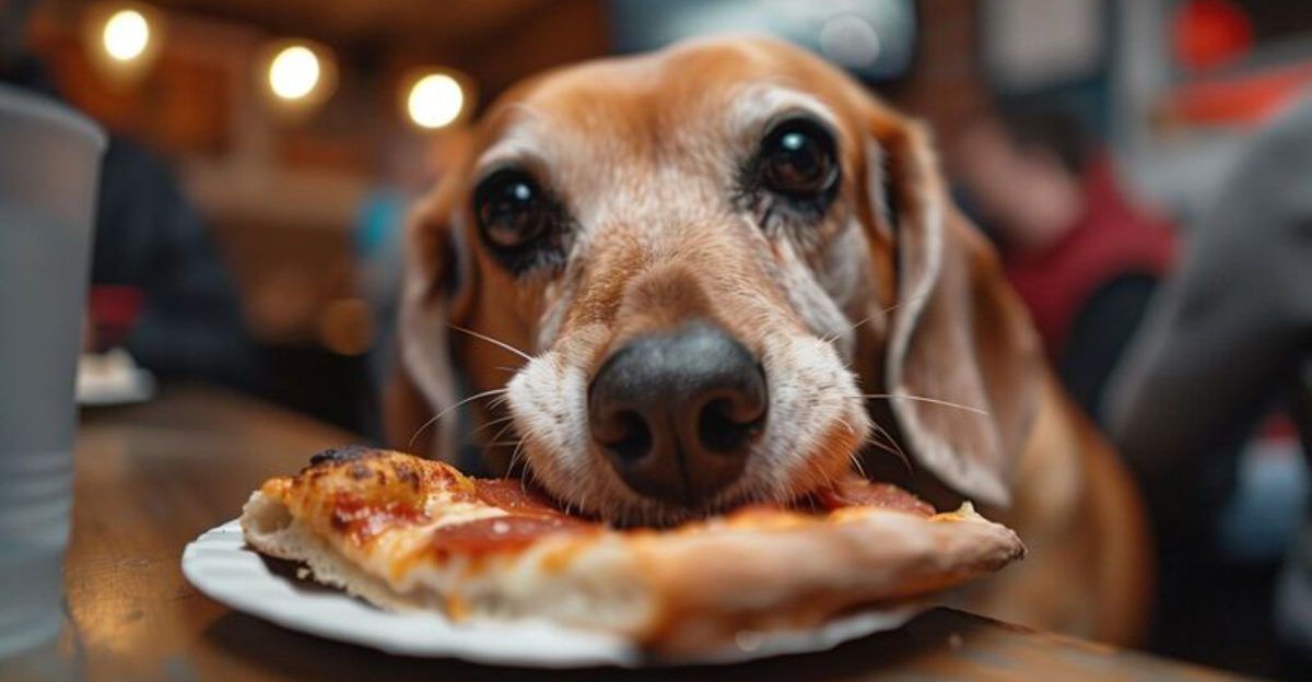 14 Dog Types That Love Eating Strange Foods And What You Should Never Share