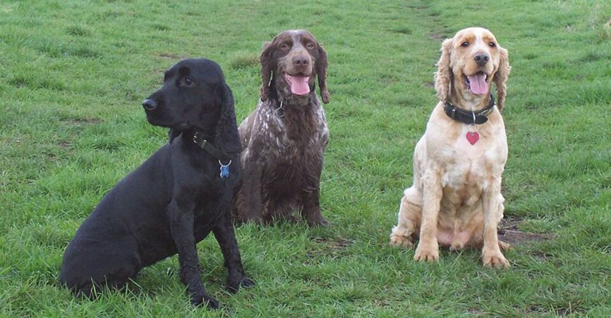 14 Dog Types That Shine In Multi Dog Homes If You Manage Their Behavior Right