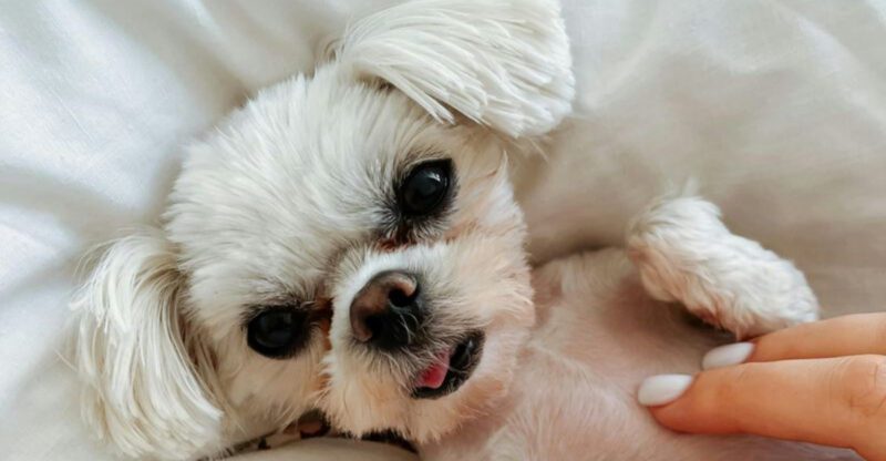 14 Easygoing Dog Breeds Tailor Made for Relax First Owners